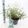 Buddleja Free Petite Snow White Pot 2 Liter 20 - 30 cm