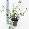 Buddleja Free Petite Snow White Pot 2 Liter 20 - 30 cm