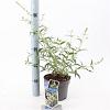 Buddleja Free Petite Snow White Pot 2 Liter 20 - 30 cm