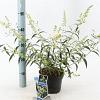 Buddleja Free Petite Snow White Pot 2 Liter 20 - 30 cm