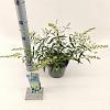 Buddleja Free Petite Snow White Pot 2 Liter 20 - 30 cm