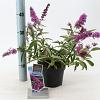 Buddleja Free Petite Tutti Fruitti Pot 2 Liter 20 - 30 cm