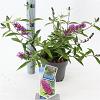 Buddleja Free Petite Tutti Fruitti Pot 2 Liter 20 - 30 cm