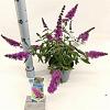 Buddleja Free Petite Tutti Fruitti Pot 2 Liter 20 - 30 cm