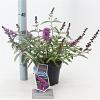 Buddleja Free Petite Tutti Fruitti Pot 2 Liter 20 - 30 cm
