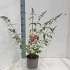 Buddleja weyeriana 'Bicolor' Pot 3 Liter 30 - 40 cm
