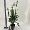 Callistemon rugulosus Pot 5 Liter 40 - 50 cm