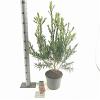 Callistemon rugulosus Pot 5 Liter 40 - 50 cm