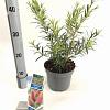 Callistemon rugulosus Pot 2 Liter30 - 40 cm