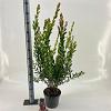 Callistemon vimin. Inferno Pot 5 Liter 30 - 40 cm
