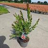 Callistemon vimin. Inferno Pot 5 Liter 30 - 40 cm