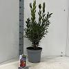 Callistemon vimin. Inferno Pot 5 Liter 30 - 40 cm