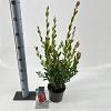 Callistemon vimin. Inferno Pot 2 Liter30 - 40 cm