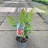 Callistemon vimin. Inferno Pot 2 Liter30 - 40 cm