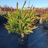 Callistemon vimin. Inferno Pot 3 liter 80 - 90 cm