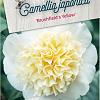 Camellia j. 'Brushfield's Yellow' Pot 20 Liter 80 - 100 cm