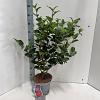 Camellia j. 'Dr King' Pot 5 Liter 60 - 70 cm