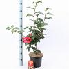 Camellia j. 'Dr King' Pot 5 Liter 60 - 70 cm