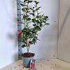 Camellia j. 'Dr King' Pot 5 Liter 60 - 70 cm