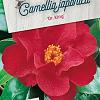 Camellia j. 'Dr King' Pot 20 Liter 100 - 125 cm
