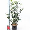 Camellia j. 'Lady Campbell' Pot 5 Liter 30 - 40 cm