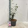 Camellia j. 'William Bartlett' Pot 5 Liter 60 - 70 cm