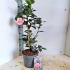 Camellia j. 'William Bartlett' Pot 5 Liter 60 - 70 cm