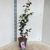Camellia j. 'William Bartlett' Pot 5 Liter 60 - 70 cm