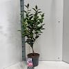 Camellia j. 'William Bartlett' Pot 5 Liter 60 - 70 cm