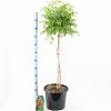Campsis t. Fire Trumpet Pot 15 liter Stam 80 cm