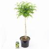 Campsis t. Golden Trumpet Pot 15 liter Stam 80 cm