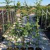 Carpinus betulus Pot 5 Liter 175 - 200 cm