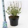Caryopteris cland. Grand Bleu Pot 5 Liter 40 - 50 cm