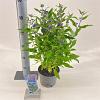 Caryopteris cland. Grand Bleu Pot 2 Liter30 - 40 cm