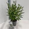 Caryopteris cland. Grand Bleu Pot 2 Liter30 - 40 cm