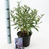 Caryopteris cland. Grand Bleu Pot 2 Liter30 - 40 cm