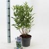 Caryopteris cland. Grand Bleu Pot 2 Liter30 - 40 cm