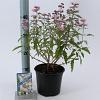 Caryopteris cland. Pink Perfection Pot 2 Liter30 - 40 cm