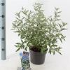 Caryopteris cland. Sterling Silver Pot 2 Liter30 - 40 cm