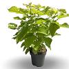 Catalpa bignonioides 'Aurea' Pot 5 Liter 50 - 60 cm