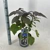 Catalpa erubescens 'Purpurea' Pot 5 Liter 40 - 50 cm