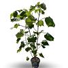 Catalpa erubescens 'Purpurea' Pot 4 Liter 60 - 80 cm