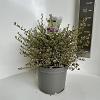 Ceanothus Cool Blue Pot 5 Liter 30 - 40 cm
