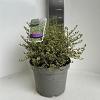 Ceanothus Cool Blue Pot 5 Liter 30 - 40 cm