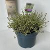 Ceanothus Cool Blue Pot 5 Liter 30 - 40 cm