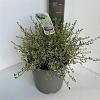 Ceanothus Cool Blue Pot 10 liter 40 - 50 cm