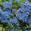 Ceanothus El Dorado Pot 5 Liter 30 - 40 cm