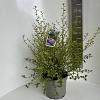 Ceanothus El Dorado Pot 5 Liter 30 - 40 cm