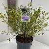 Ceanothus El Dorado Pot 5 Liter 30 - 40 cm