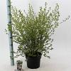 Ceanothus El Dorado Pot 5 Liter 30 - 40 cm